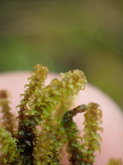 Paludella squarrosa