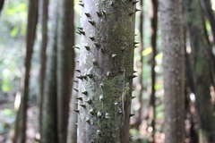 Socratea exorrhiza