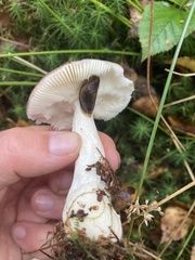 Russula aurora