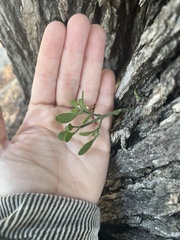 Phoradendron leucarpum tomentosum