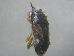 Geocoris