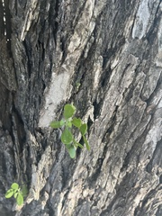 Phoradendron leucarpum tomentosum