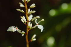 Alpinia intermedia