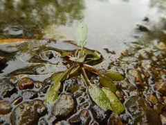 Rorippa aquatica