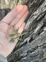 Phoradendron leucarpum tomentosum