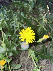 Sonchus