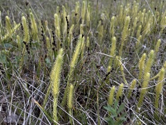 Lycopodiella