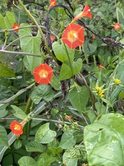 Ipomoea coccinea