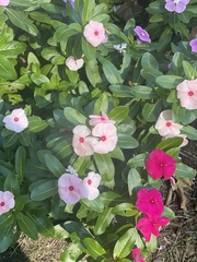 Catharanthus roseus