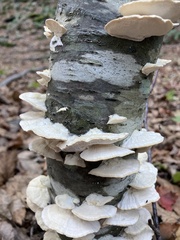 Trametes elegans
