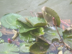 Nymphaea rubra