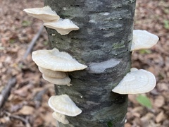 Trametes elegans