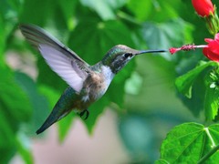 Selasphorus platycercus