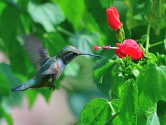 Selasphorus platycercus