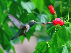 Selasphorus platycercus