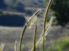 Hordeum bulbosum