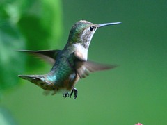 Selasphorus platycercus