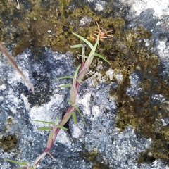 Eremochloa ophiuroides