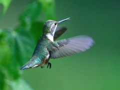 Selasphorus platycercus