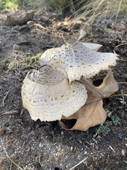 Chlorophyllum