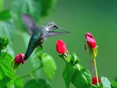 Selasphorus platycercus