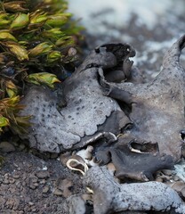 Dermatocarpon rivulorum