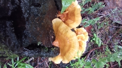 Cotylidia aurantiaca