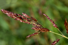 Sorghum