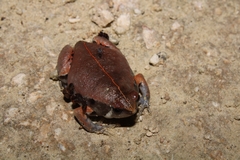 Hypopachus variolosus