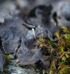 Dermatocarpon rivulorum