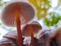 Mycena
