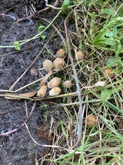 Coprinellus disseminatus