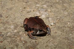 Hypopachus variolosus