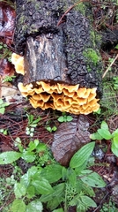 Cotylidia aurantiaca