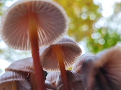 Mycena