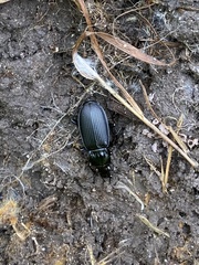 Pterostichus niger