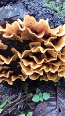 Cotylidia aurantiaca