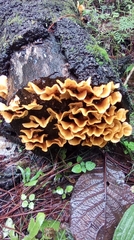 Cotylidia aurantiaca