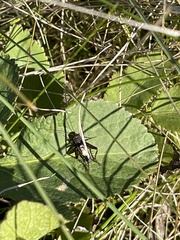 Allonemobius fasciatus