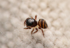 Chalcoscirtus diminutus