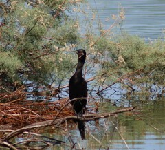 Nannopterum brasilianum