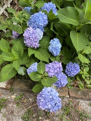 Hydrangea