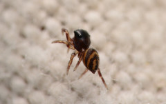 Chalcoscirtus diminutus