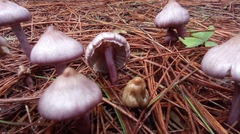 Inocybe