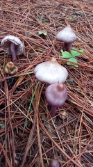 Inocybe