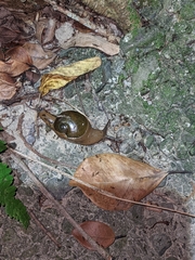 Megaustenia imperator