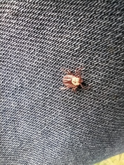 Dermacentor reticulatus