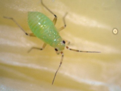 Cyrtorhinus lividipennis