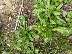 Capsella bursa-pastoris