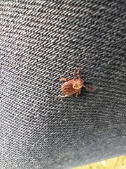 Dermacentor reticulatus